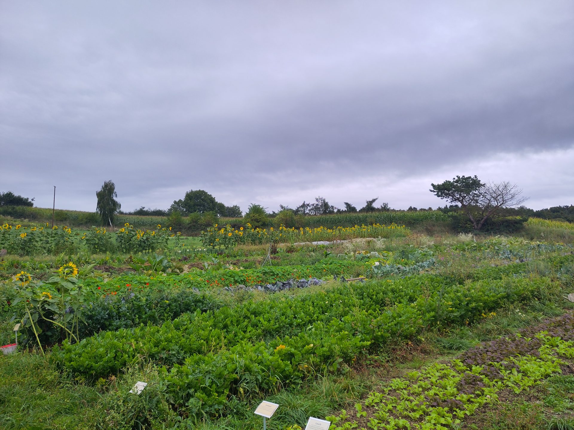 Panorama des Bimeshof-Gemüsegartens im Spätsommer mit Sonnenblumen und vielfältigen Beeten