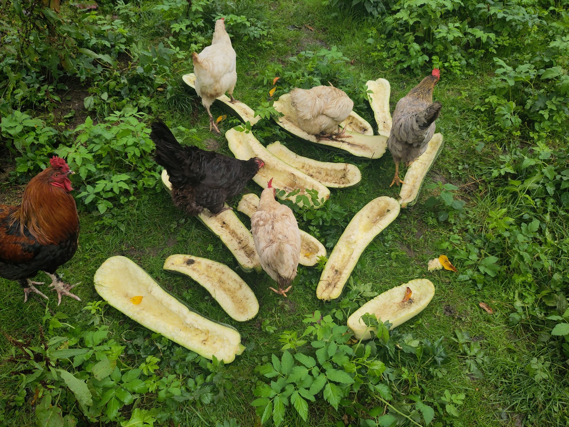 Freilandhühner des Bimeshofs picken Zucchini-Hälften – Kreislauf auf dem Hof