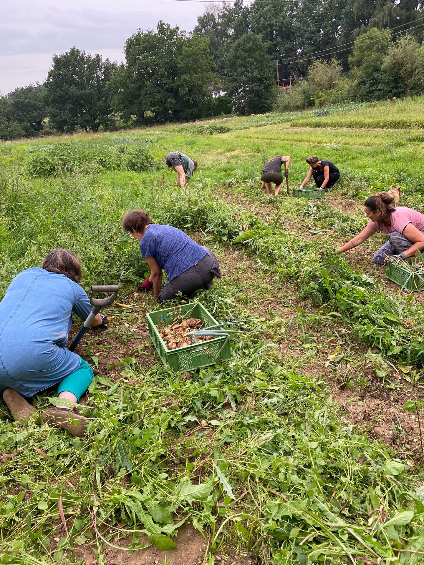 Mitmachtag: Mitglieder ernten gemeinsam Kartoffeln auf dem Feld