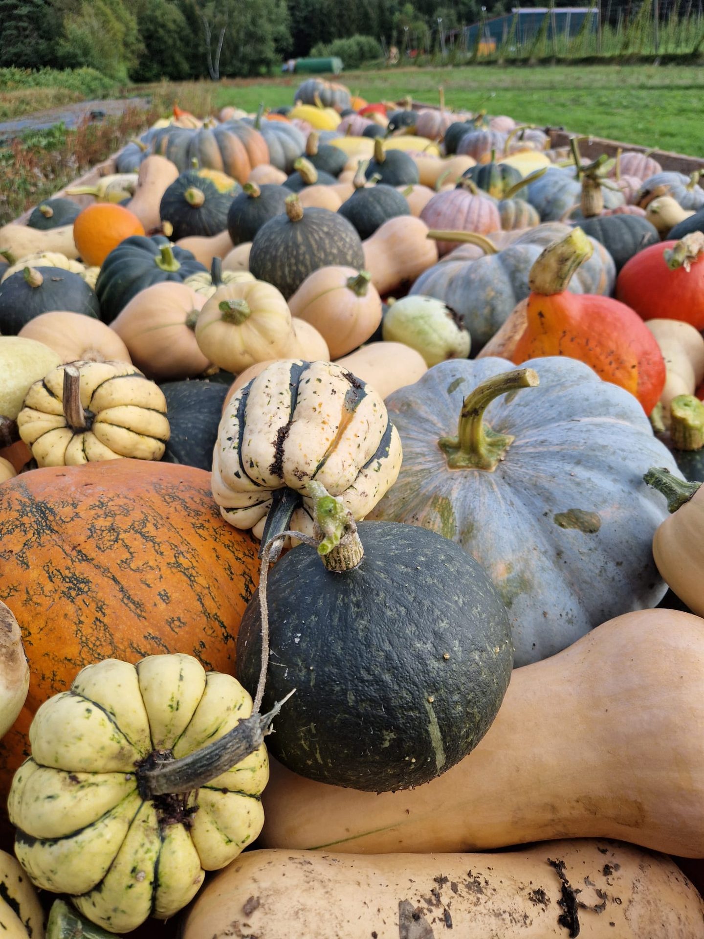 Riesige Kürbis-Vielfalt auf dem Anhänger