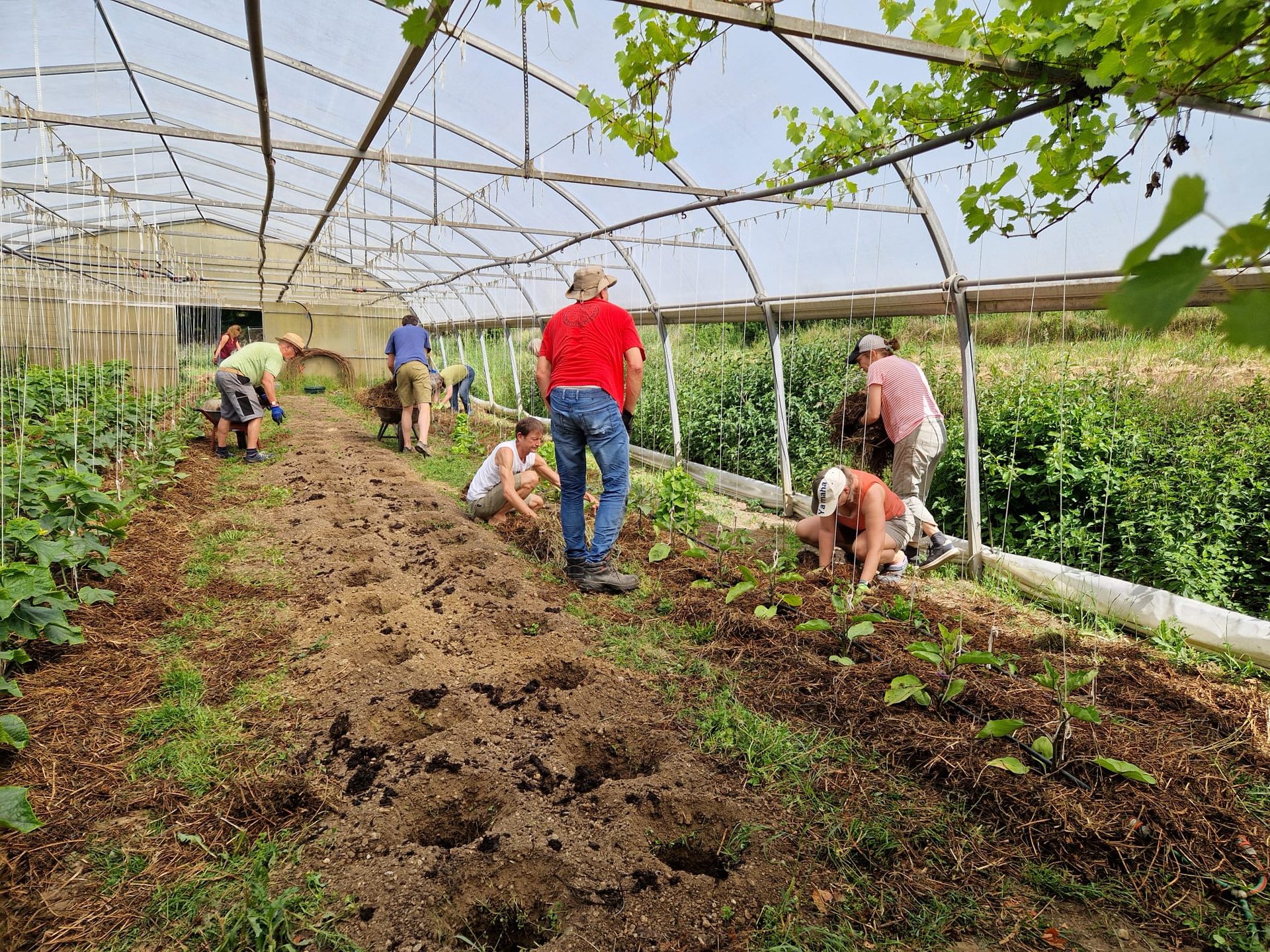 Mitglieder arbeiten gemeinsam im Gewächshaus des Bimeshofs
