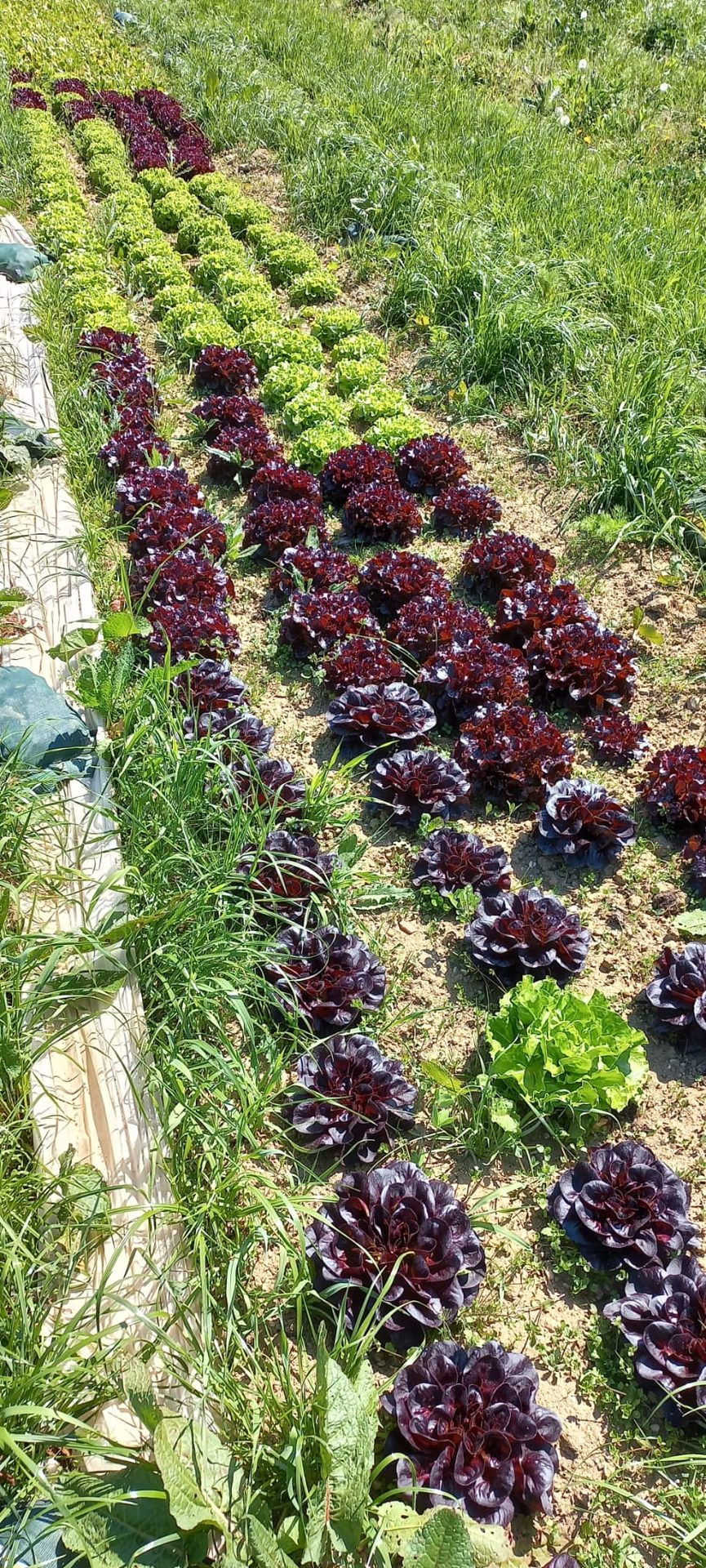 Rote und grüne Salat-Reihen auf dem Bimeshof